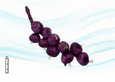 GRAPPOLO CIPOLLA 10PZ